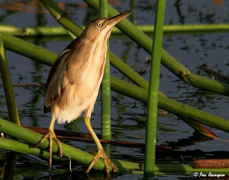 LeastBittern_0498.jpg