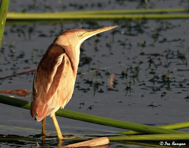 LeastBittern_0543.jpg