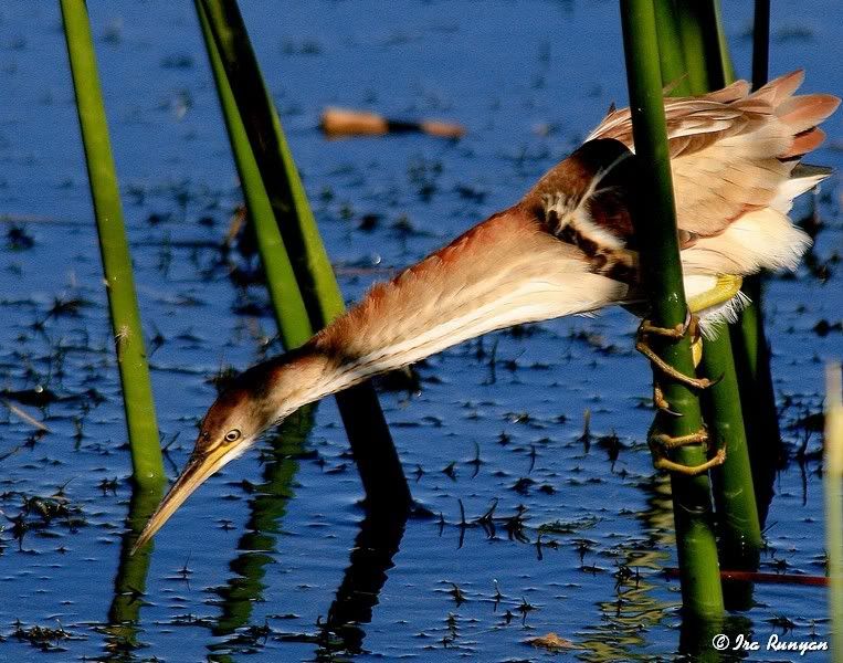 LeastBittern_1014.jpg