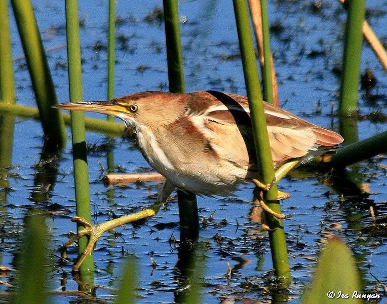 LeastBittern_1681.jpg