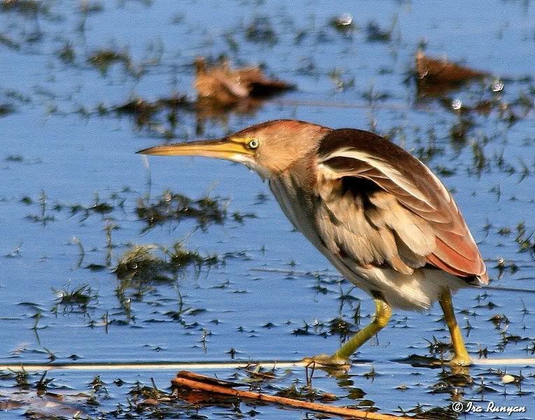 LeastBittern_1693.jpg