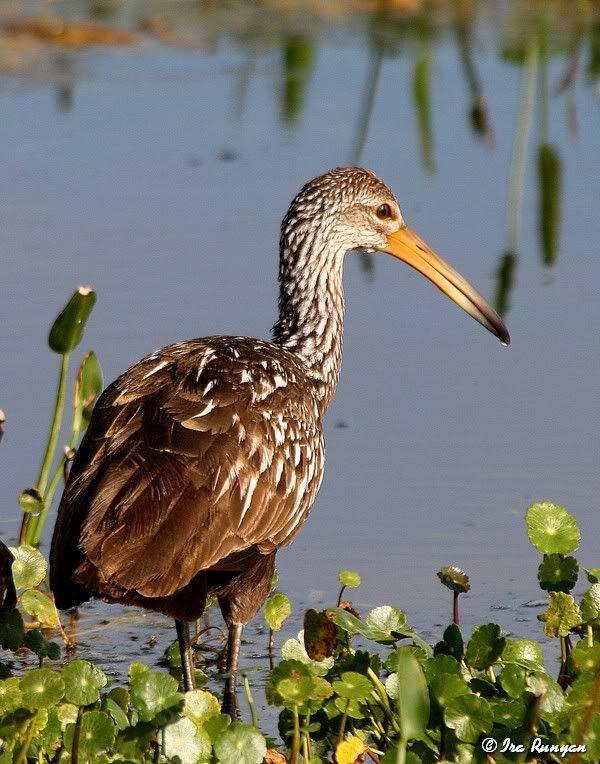 Limpkin_0028.jpg