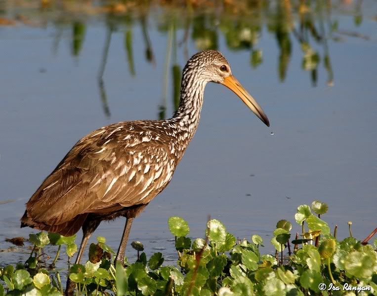 Limpkin_0032.jpg