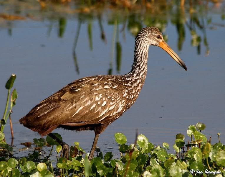 Limpkin_0034.jpg