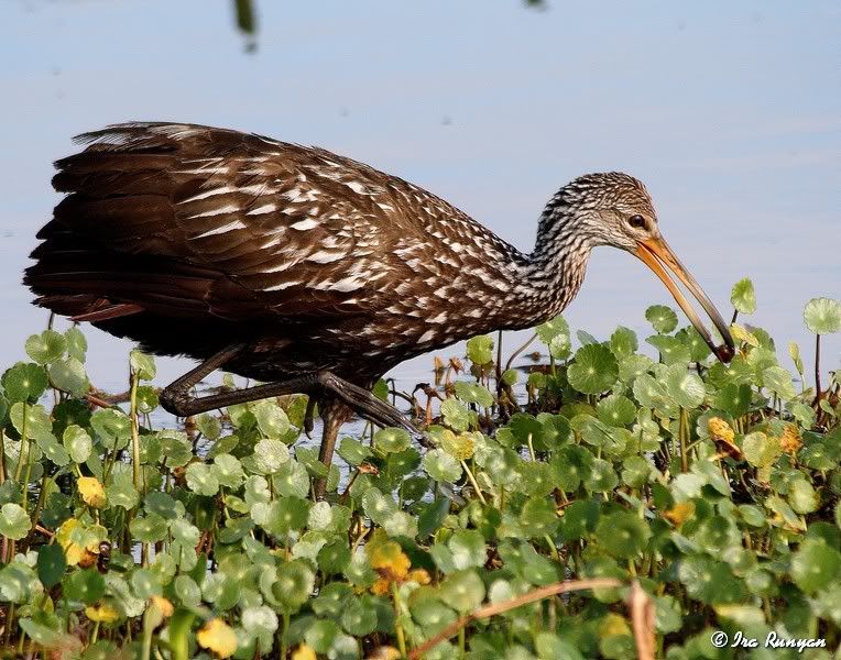 Limpkin_0047.jpg