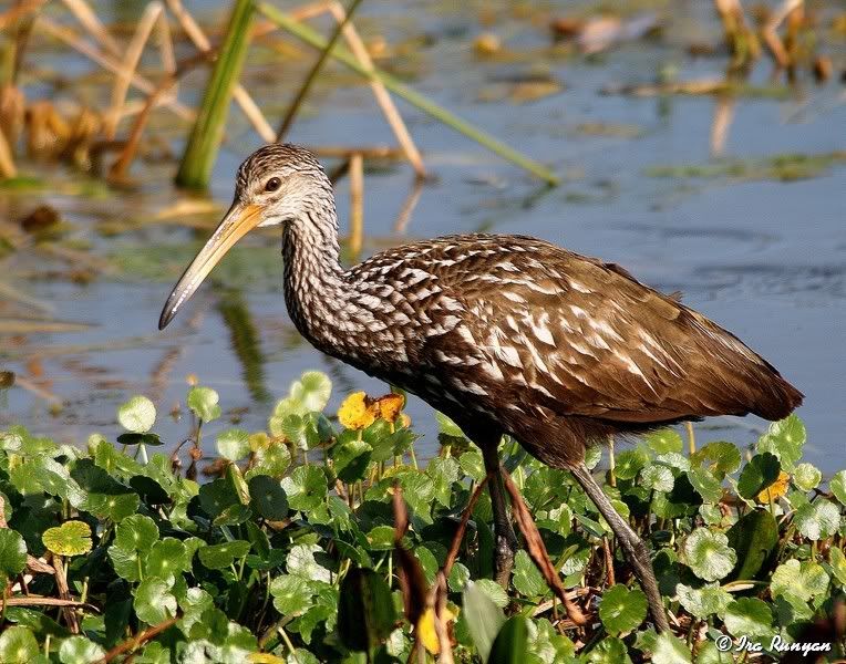 Limpkin_0077.jpg