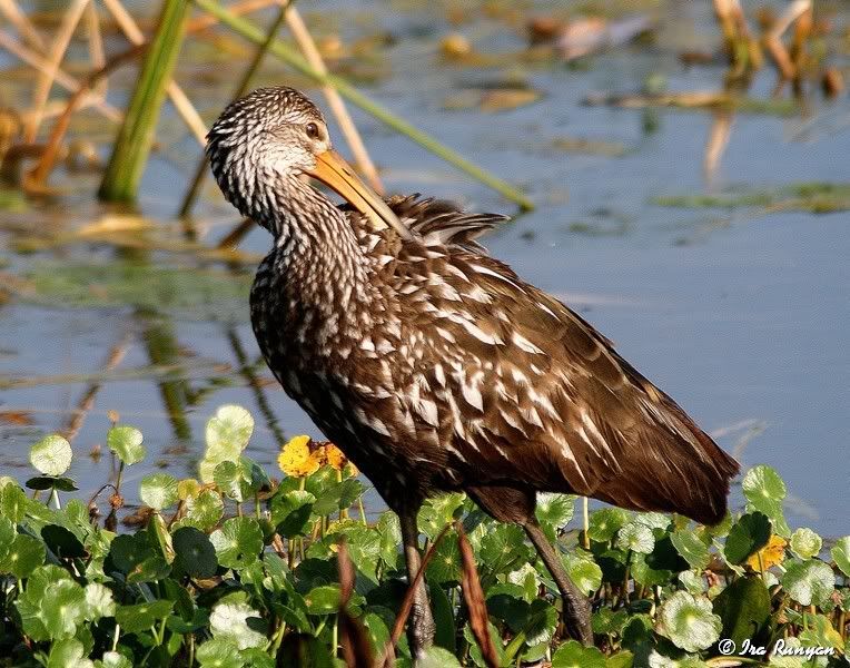 Limpkin_0090.jpg