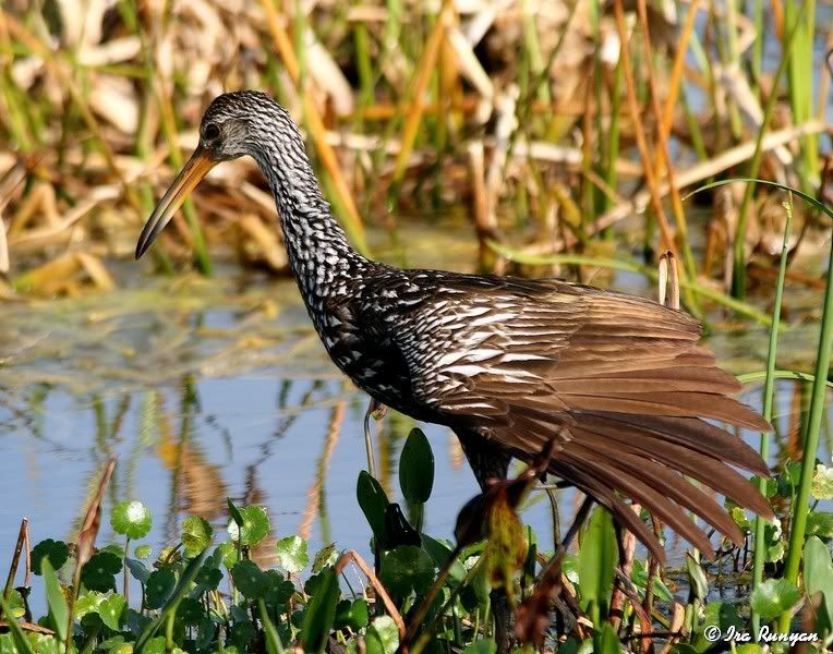 Limpkin_0105.jpg