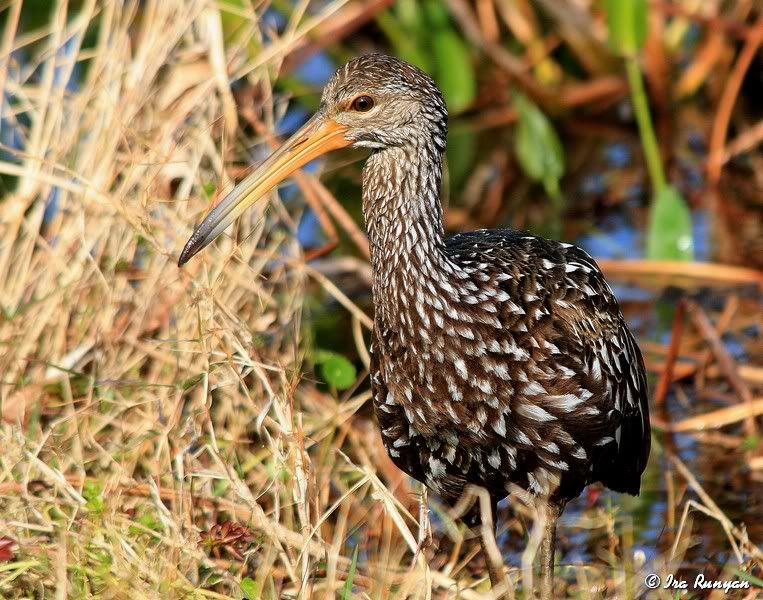 Limpkin_5826.jpg