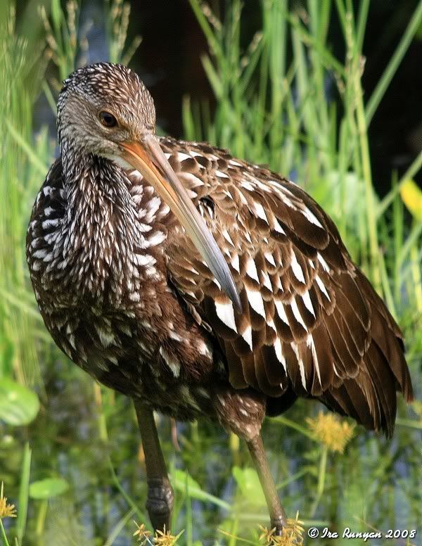 Limpkin_7116.jpg