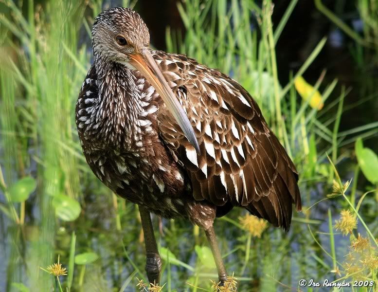 Limpkin_7117.jpg