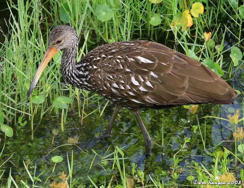 Limpkin_7156.jpg