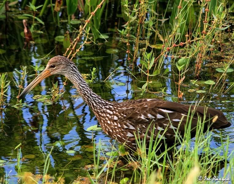 Limpkin_8255.jpg