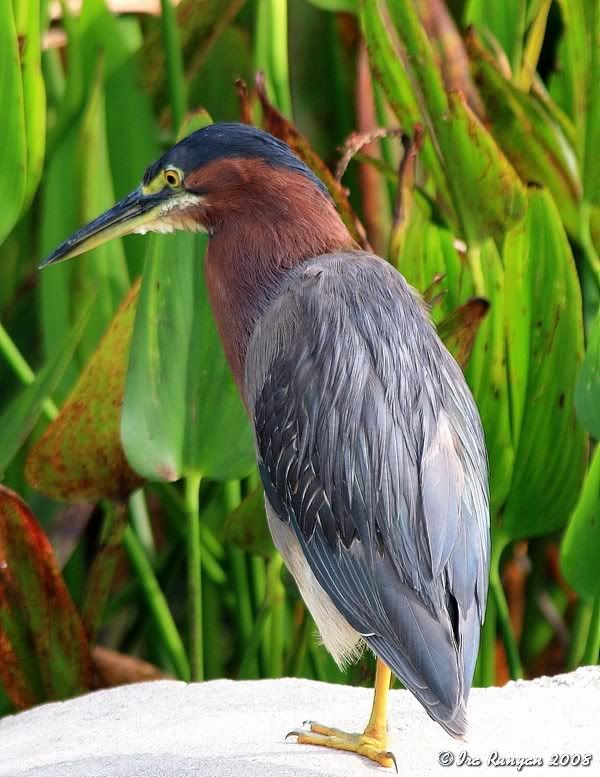 LittleGreenHeron_7110.jpg