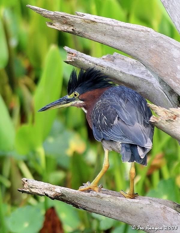 LittleGreenHeron_7122.jpg