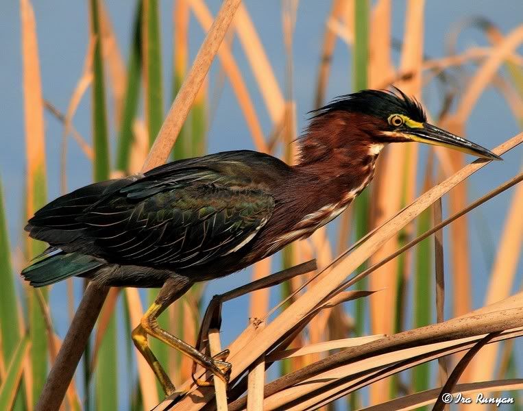 LittleGreenHeron_8268.jpg