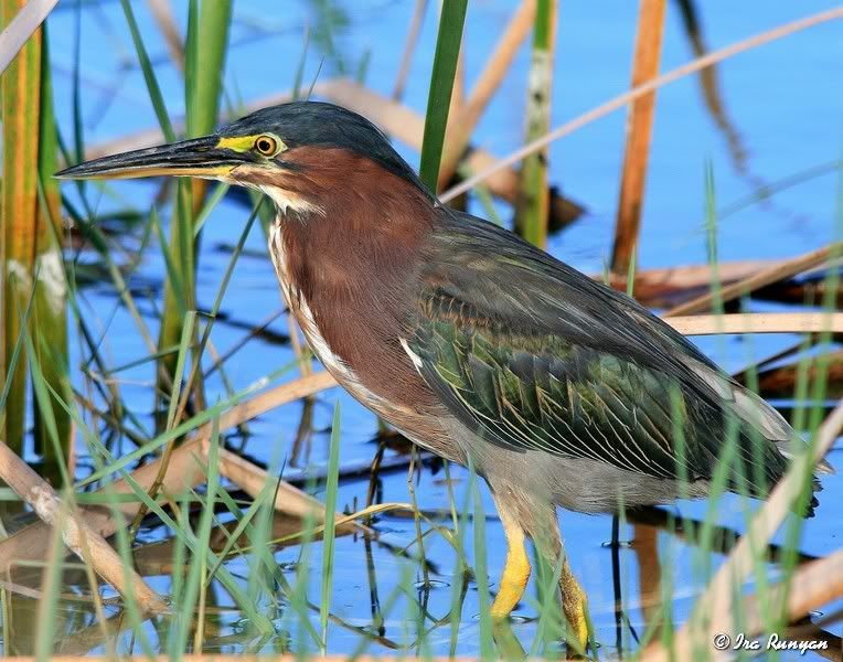 LittleGreenHeron_8599.jpg