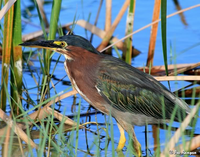 LittleGreenHeron_8600.jpg