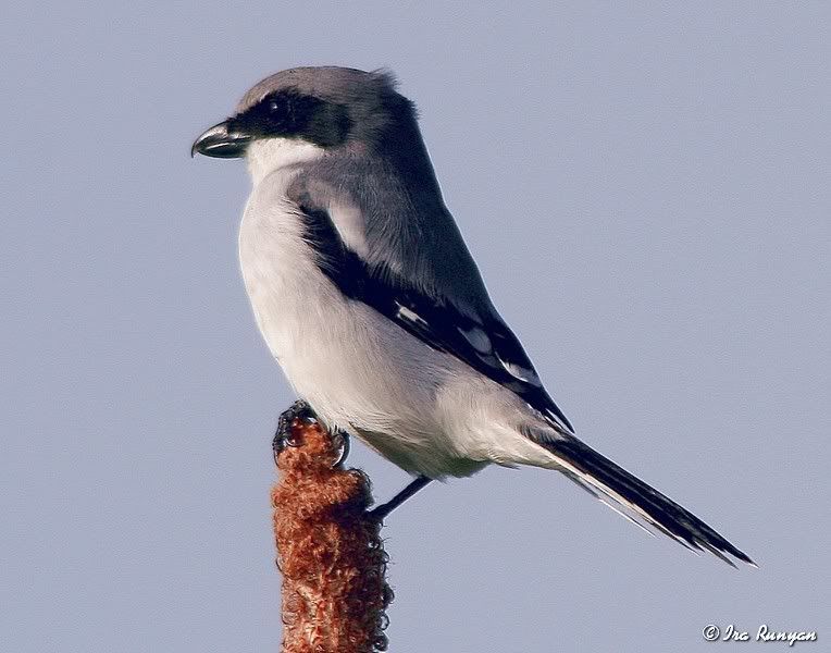 LogerheadShrike_0578.jpg