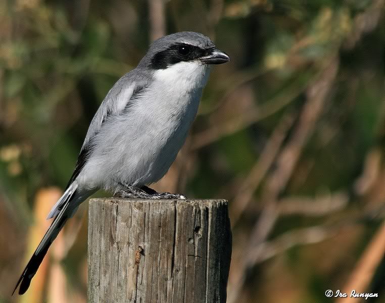 LogerheadShrike_1099.jpg