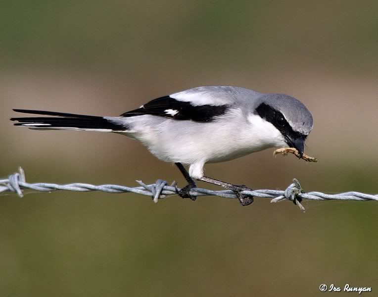 LoggerheadShrike_0725.jpg