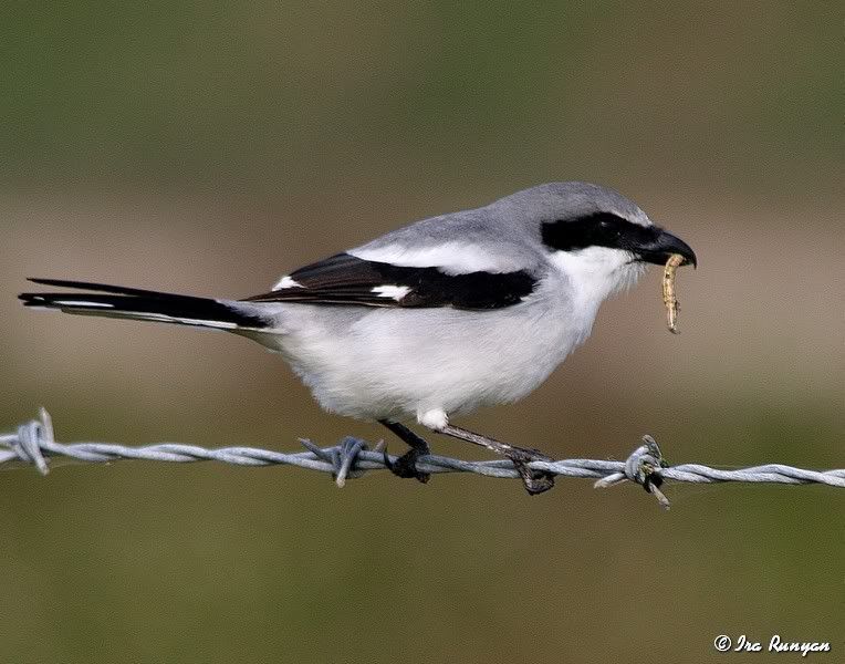 LoggerheadShrike_0726.jpg