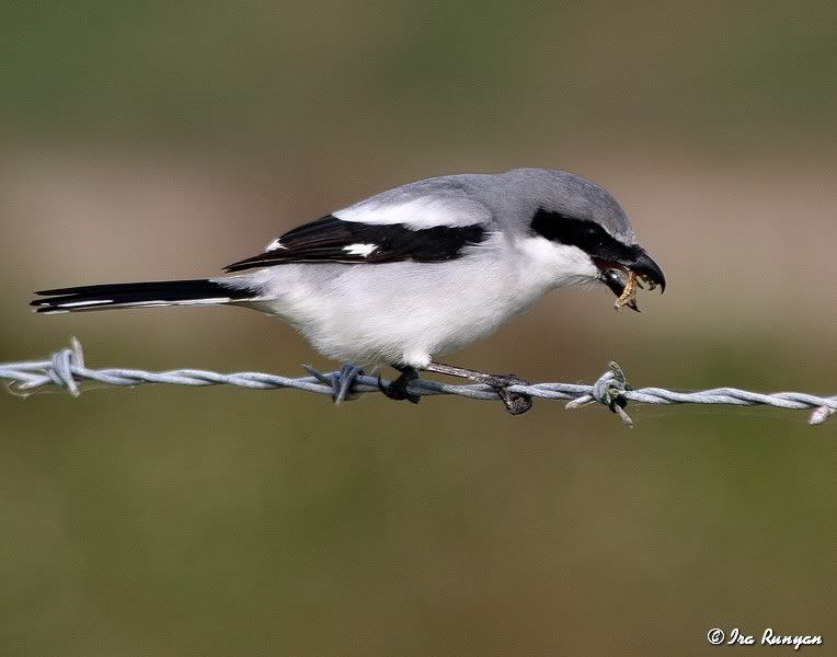 LoggerheadShrike_0727.jpg