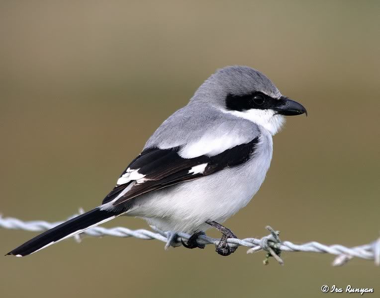 LoggerheadShrike_0749.jpg