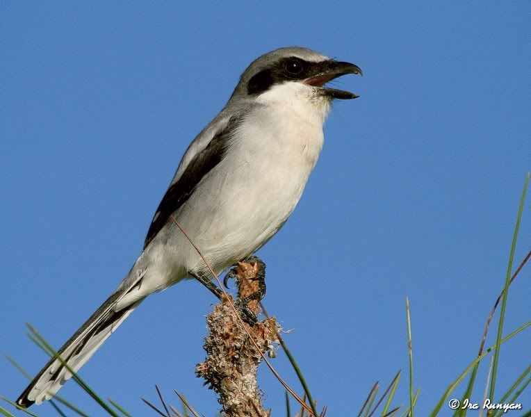 LoggerheadShrike_1772.jpg