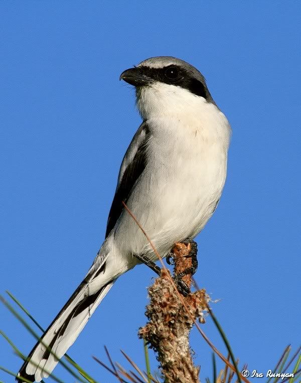 LoggerheadShrike_1787.jpg