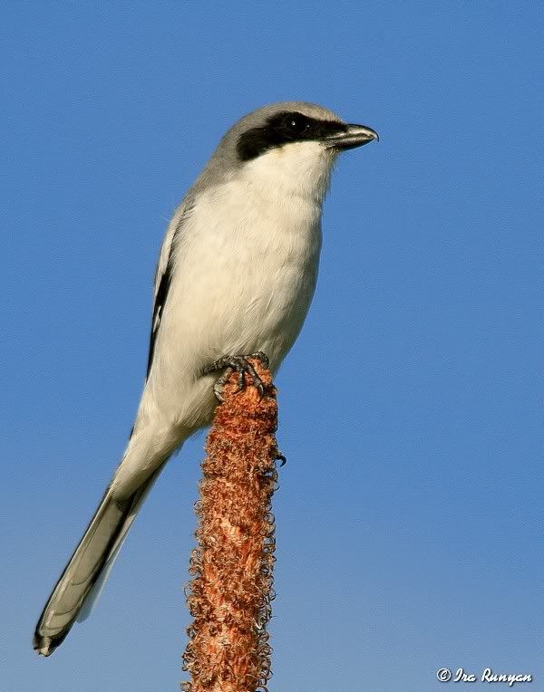 LoggerheadShrike_1856.jpg