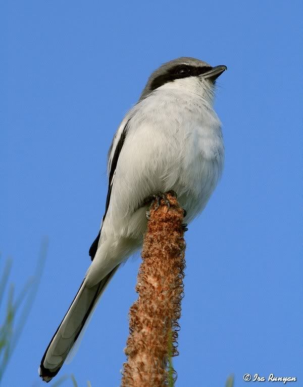 LoggerheadShrike_1857.jpg