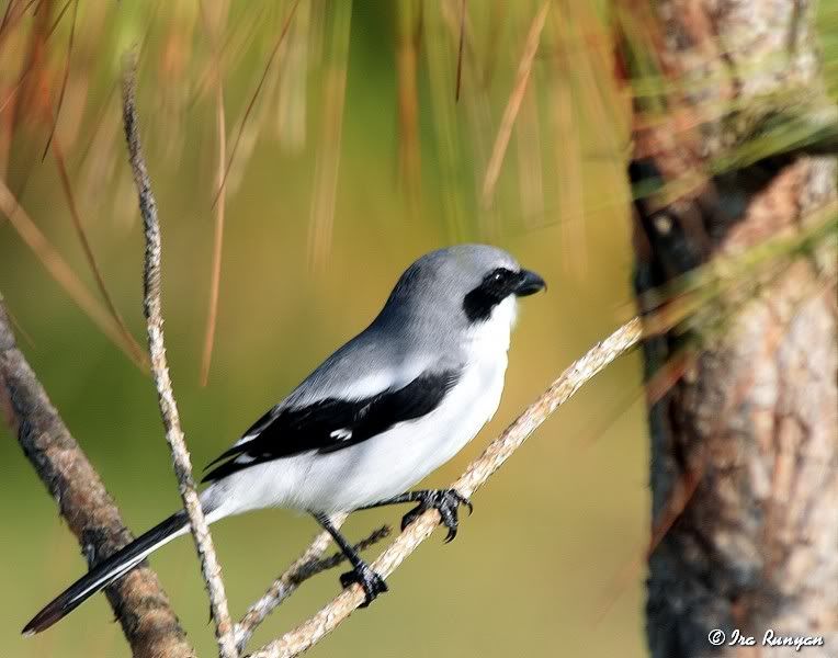 LoggerheadShrike_1939.jpg