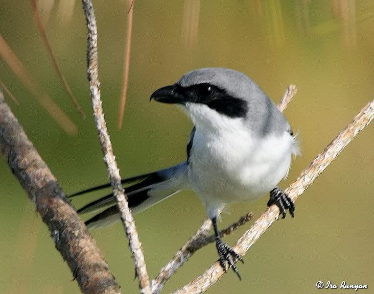 LoggerheadShrike_1944.jpg