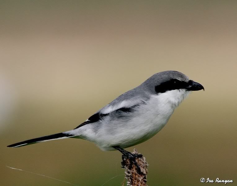 LoggerheadShrike_8530.jpg