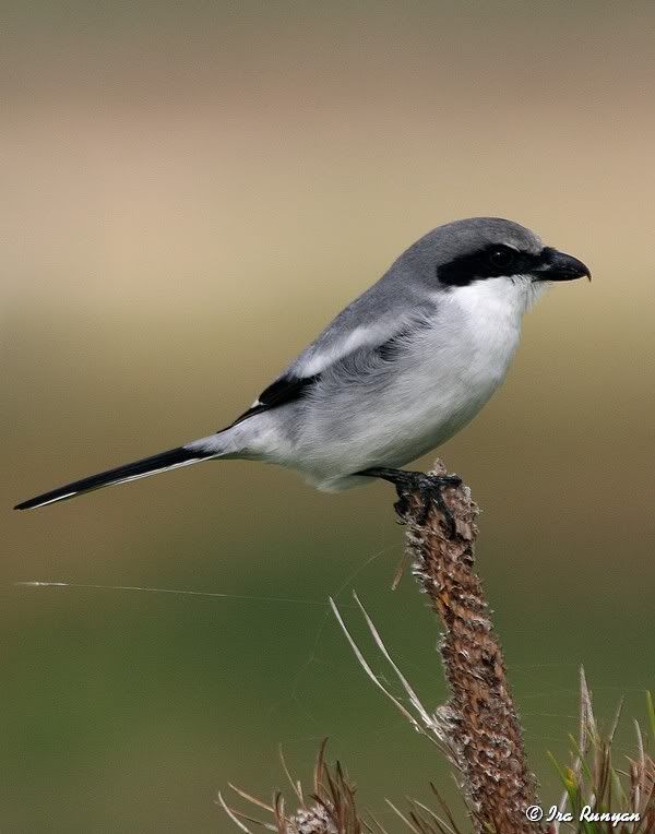 LoggerheadShrike_8532.jpg