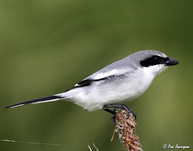 LoggerheadShrike_8537.jpg