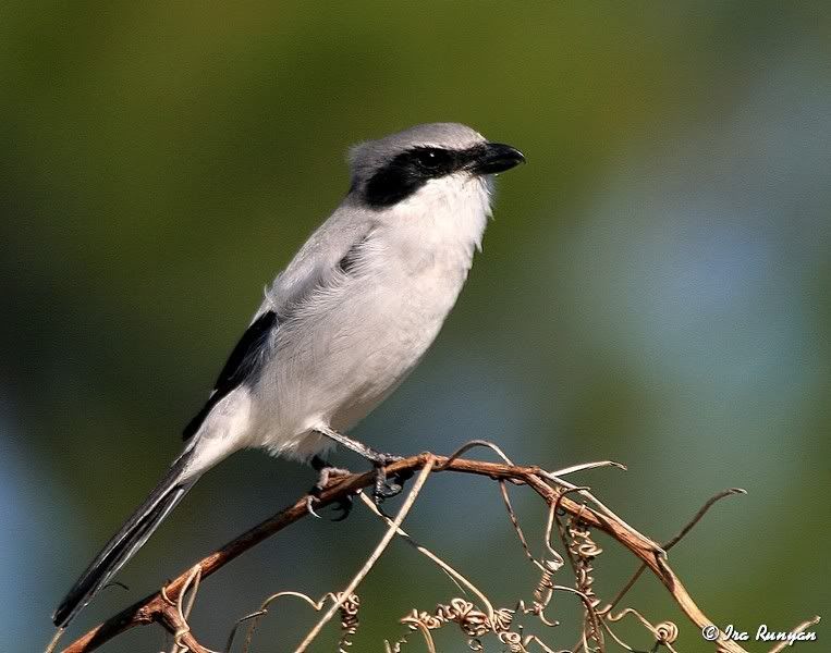 LogherheadShrike_1140.jpg