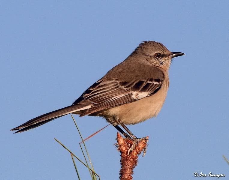 MockingBird_0983.jpg