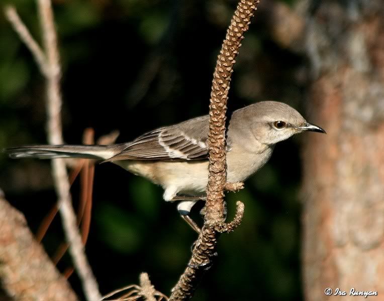 MockingBird_1001.jpg