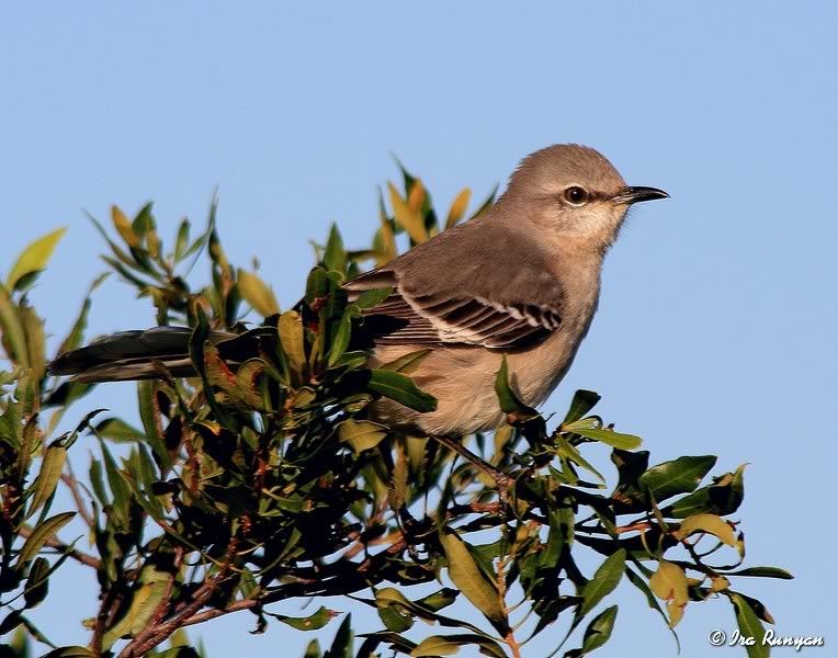 MockingBird_1011.jpg