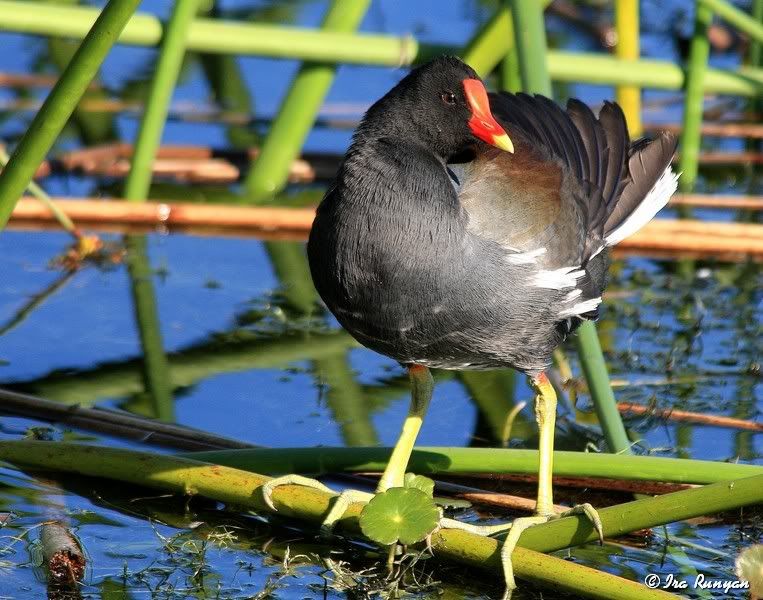 Moorhen_0334.jpg