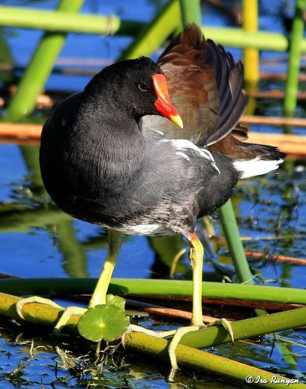 Moorhen_0341.jpg