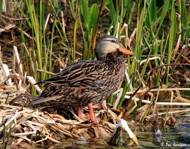 MottledDuck_5732.jpg