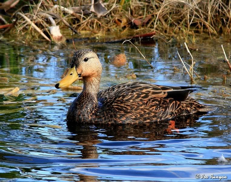 MottledDuck_5735.jpg