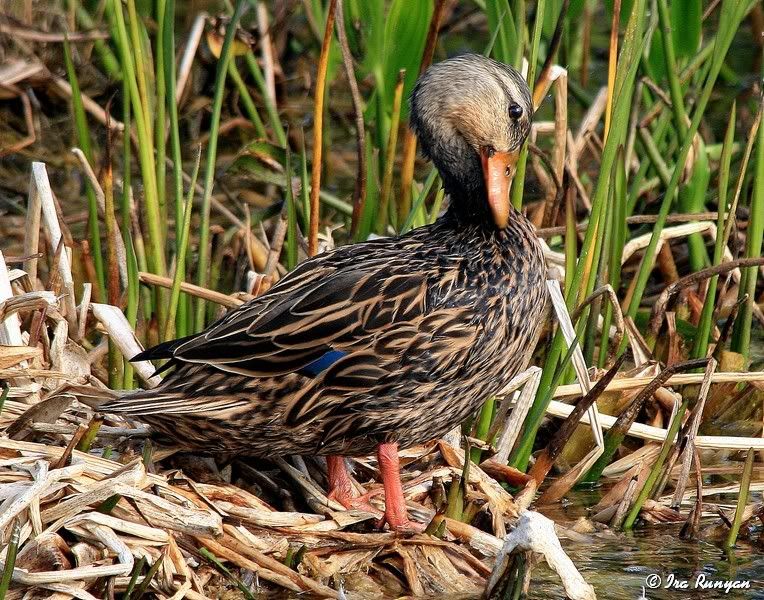 MottledDuck_5743.jpg