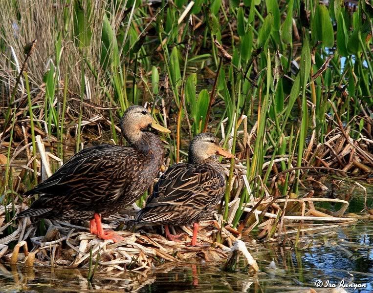 MottledDuck_5770.jpg