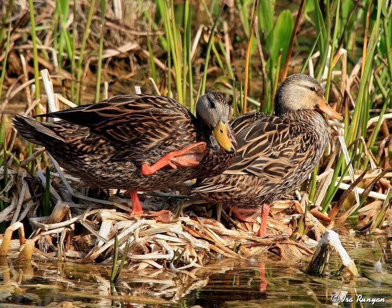 MottledDuck_5792.jpg