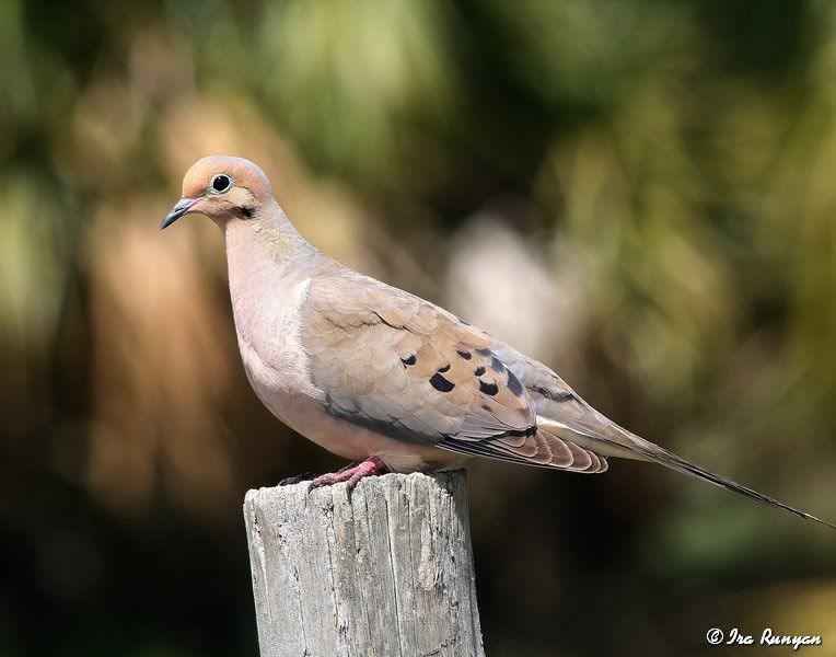 MourningDove_9899.jpg