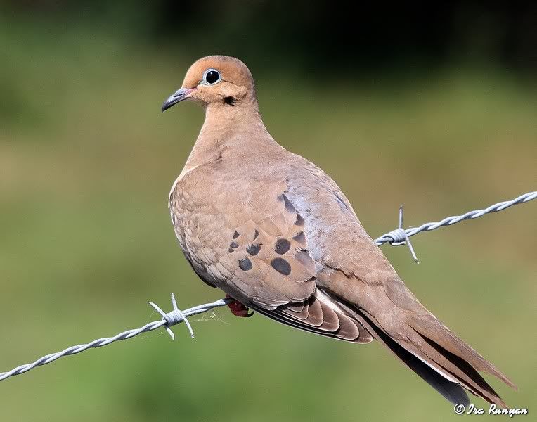 MourningDove_9901.jpg